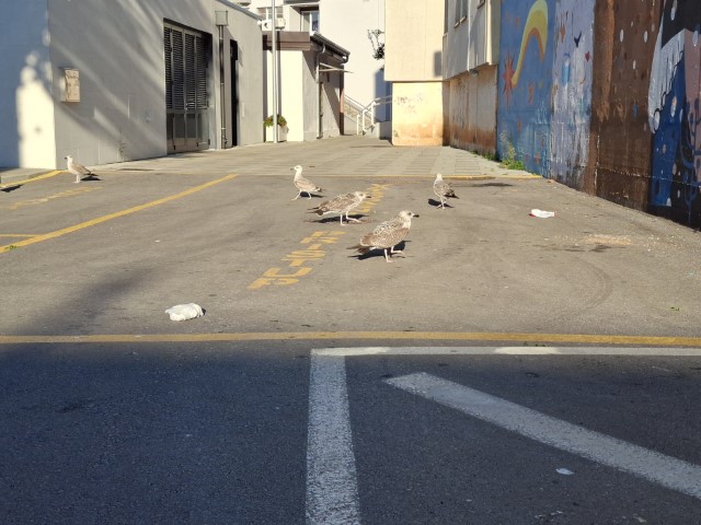 20251013_163940.jpg, galebovi - Copy