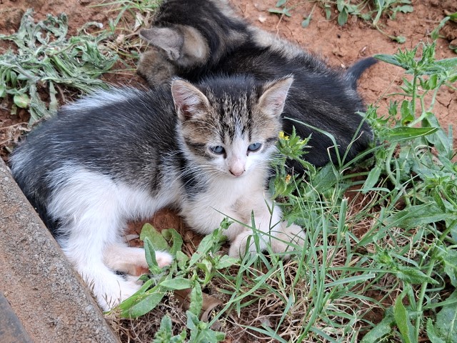 20260626_090846.jpg, milo