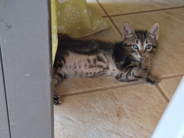20260628_162619.jpg, skaki