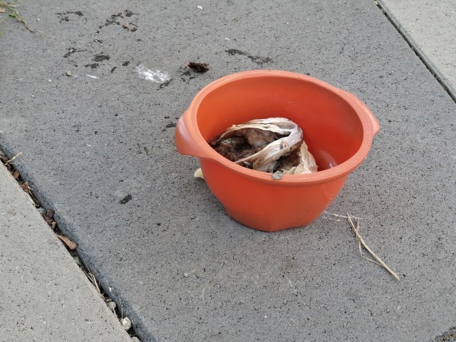 20250814_180550.jpg, tonči riba za ručak