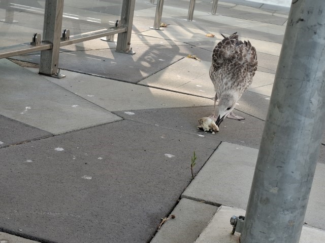 20250814_180629.jpg, tonči jede ribu