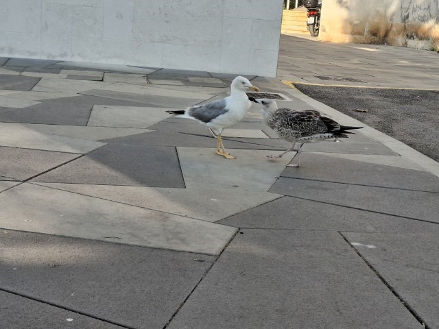 20250814_180736.jpg, tonči &scaron;titi ribu