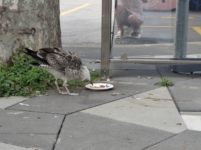 20250907_145342.jpg, tonči ruča