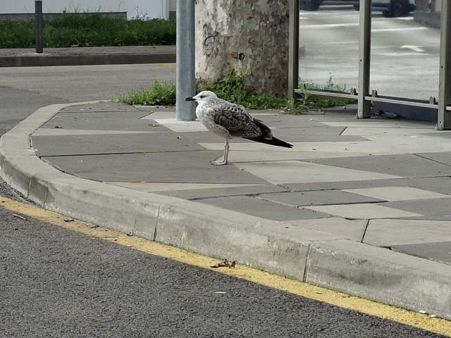 20250926_142642.jpg, tonči čeka ručak