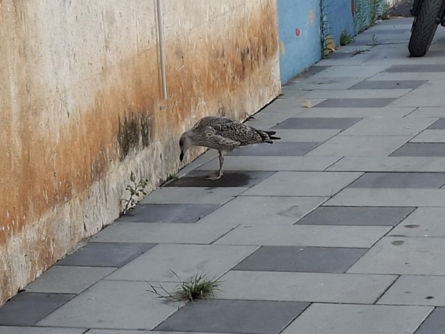 20260221_154015.jpg, tonči tužan, žedan i gladan