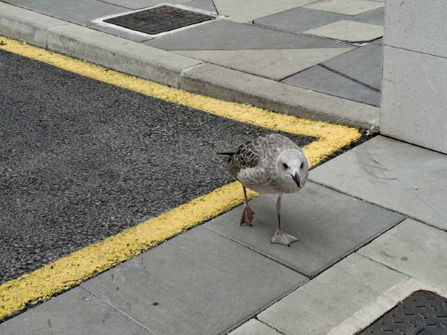 20260221_154221.jpg, tonči ide prema meni