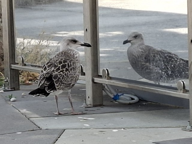 IMG-4be289e2793202683b6e9bfbb9169c37-V.jpg, tonči ogledalce_1