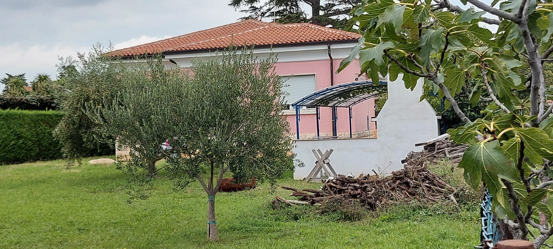 niči radin 1