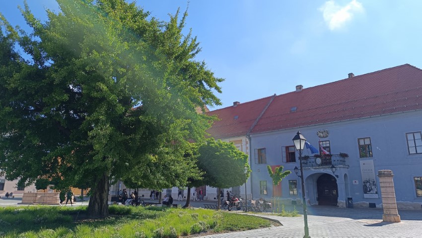 Posebna briga se vodi o ginku, najpoznatijem osječkom stablu (3)