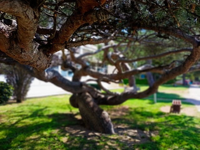 Stoljetni alepski bor (pinus halepensis) koji krasi uma&scaron;ku plažu kod hotela Adriatic