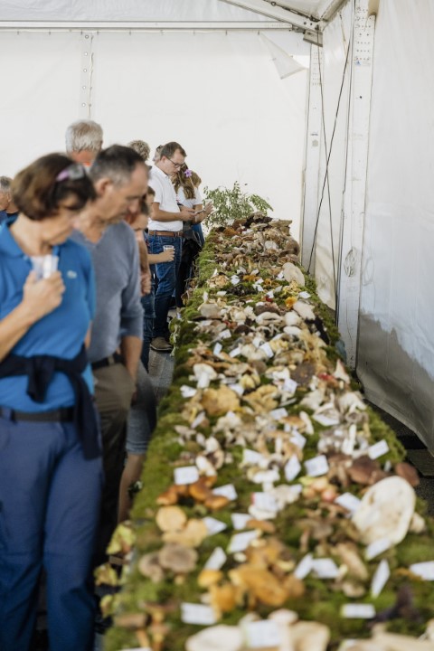 Dani gljiva - Brtonigla 2024  (56)