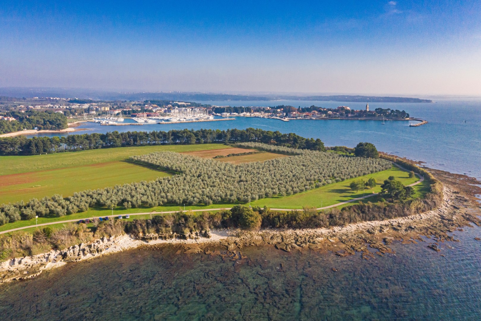 Maslinik_Vergal_Novigrad