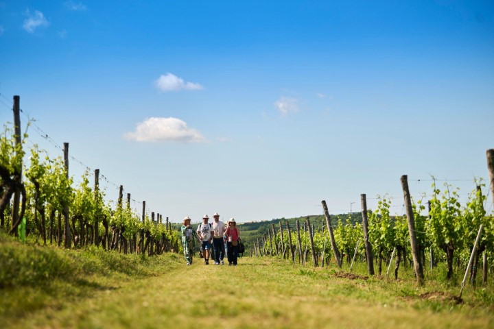 Istria Wine&Walk3.jpg, 25