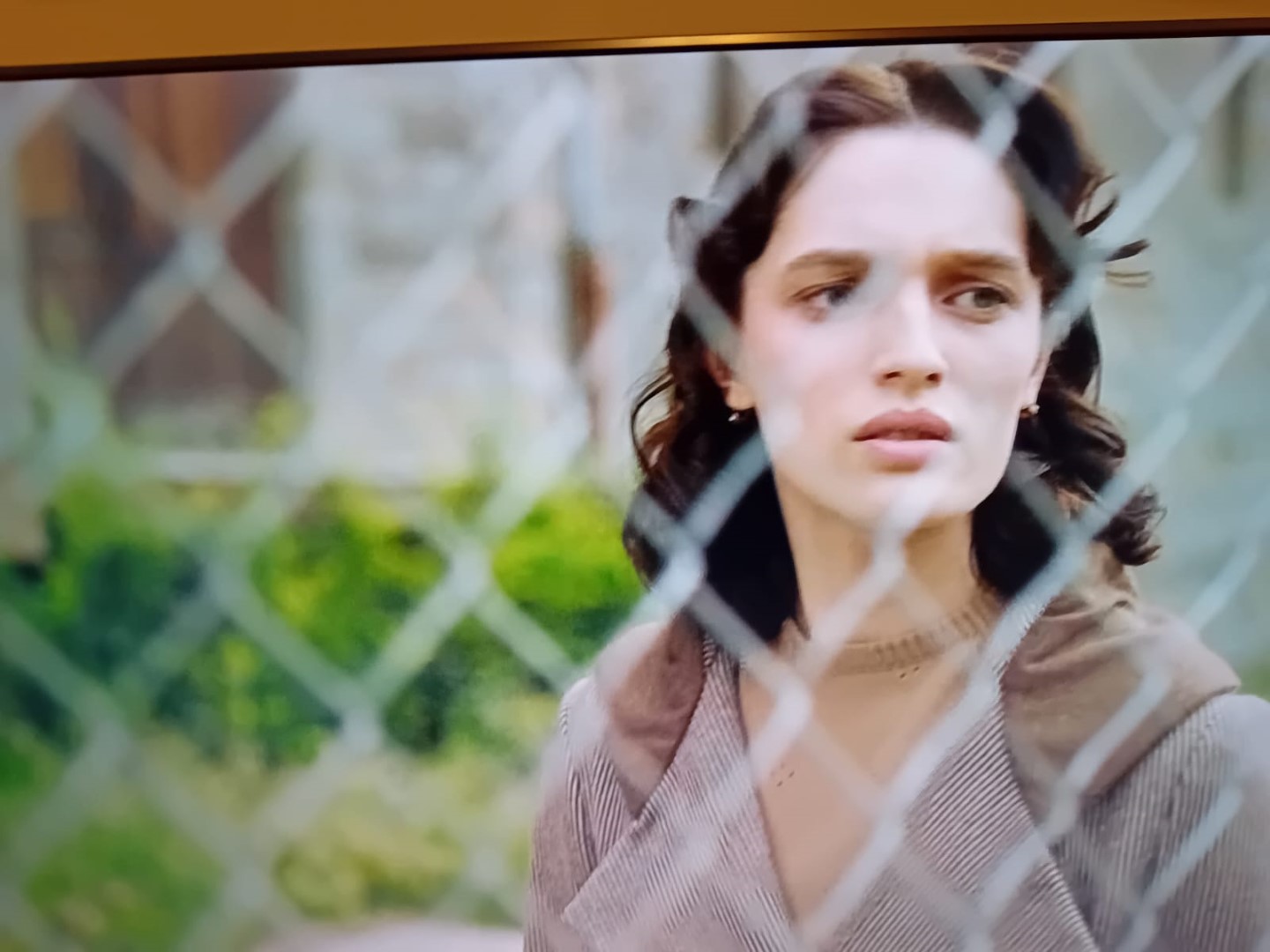 la rosa dell istria1