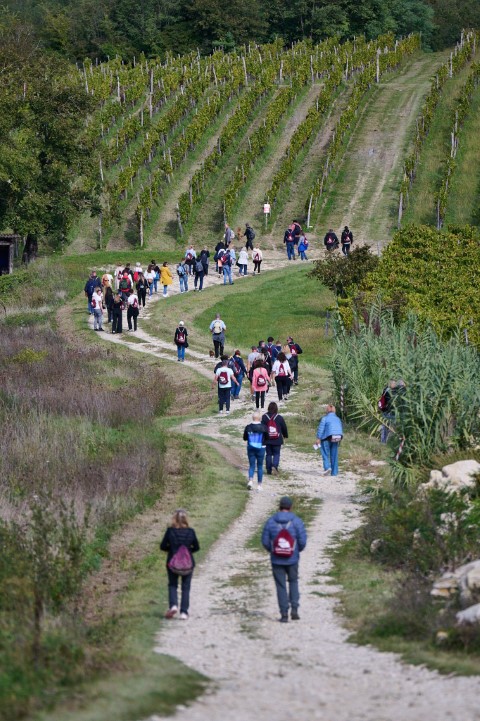 Teran Wine & Walk Motovun1