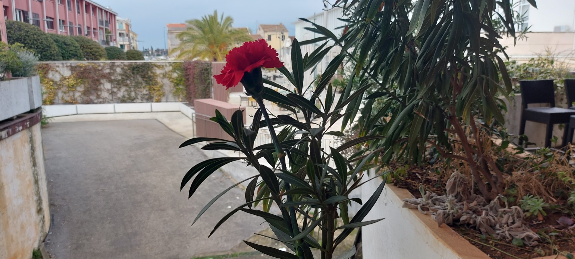 dan žena, umag, karanfil