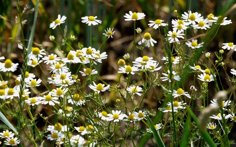 wild-camomile-2142415_1280.jpg, kožljak