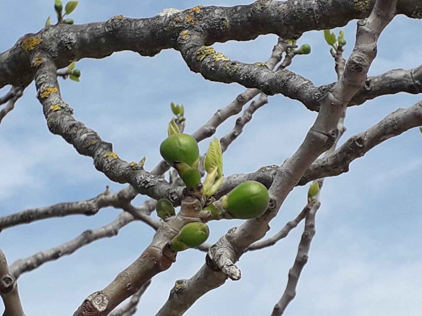 Spomen galerija na koronadoba