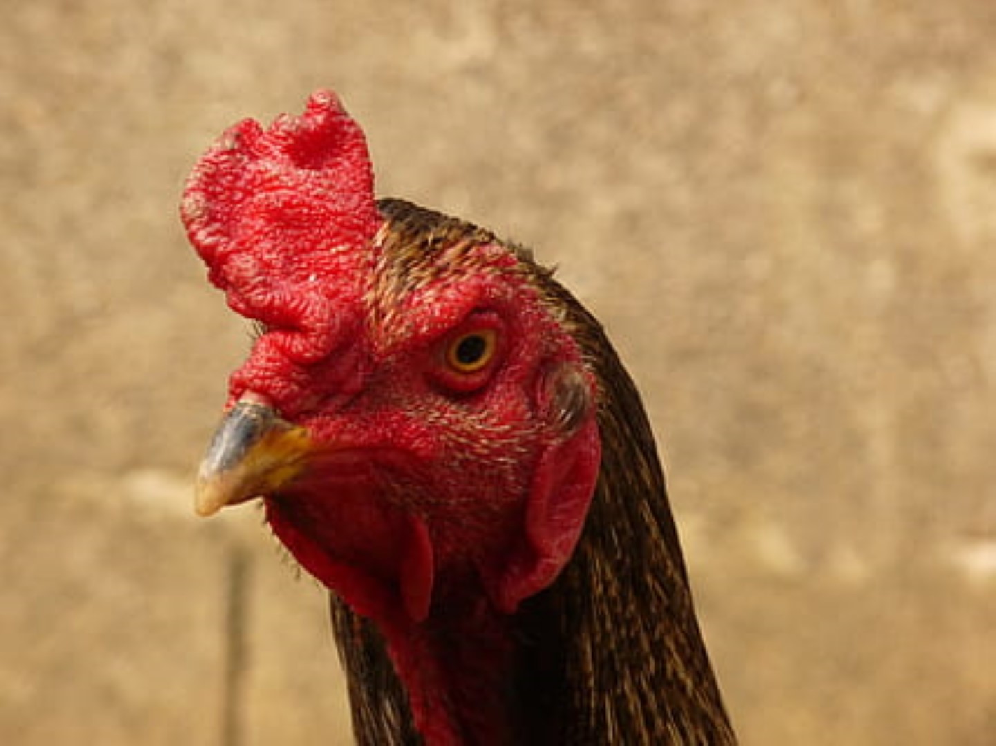 Rubrika: Bella štorija ili fake novitade 