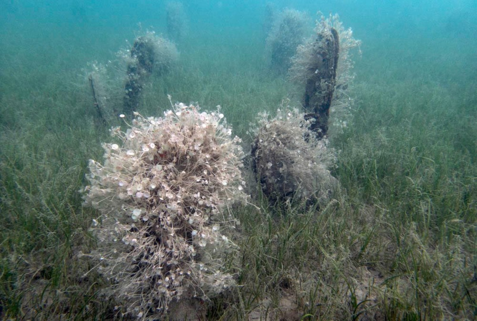 Može li se spasiti periska? Popričali smo sa stručnjakom: “To je vrsta koja nestaje pred našim očima”
