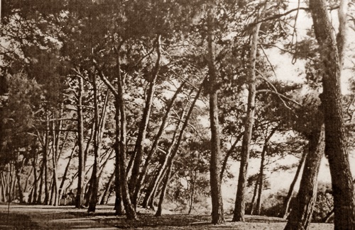 „Pineta“ stogodišnja savudrijska šuma