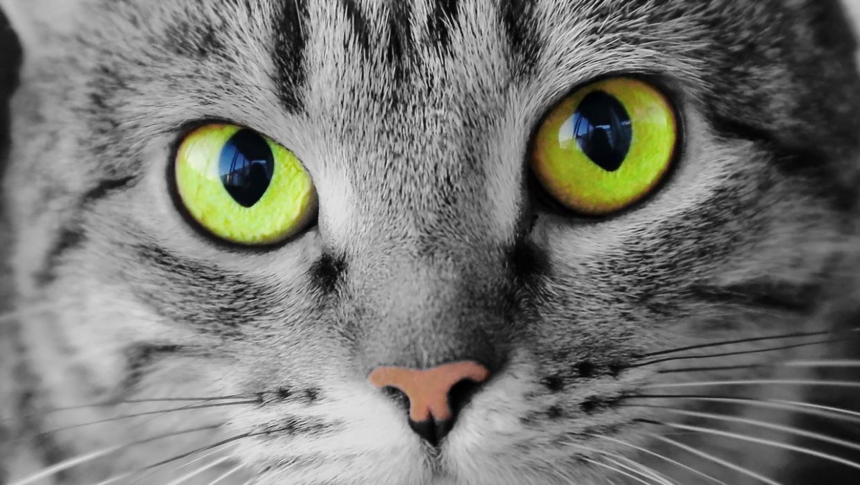 Sterilizacija i kastracija mačaka u akciji riječke udruge “Mijau”