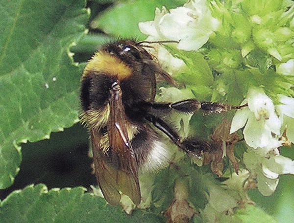KROKI 0 PČELI I BUMBARI