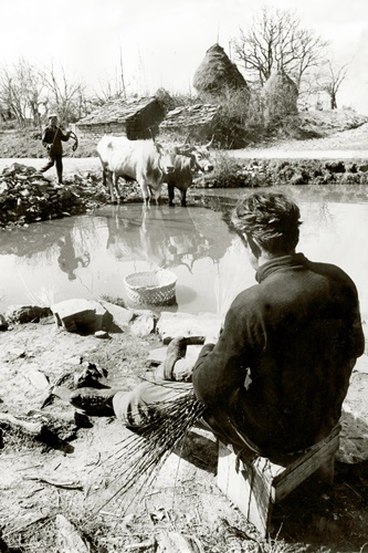 LOKVE  ILI  KALI  BUJŠTINE