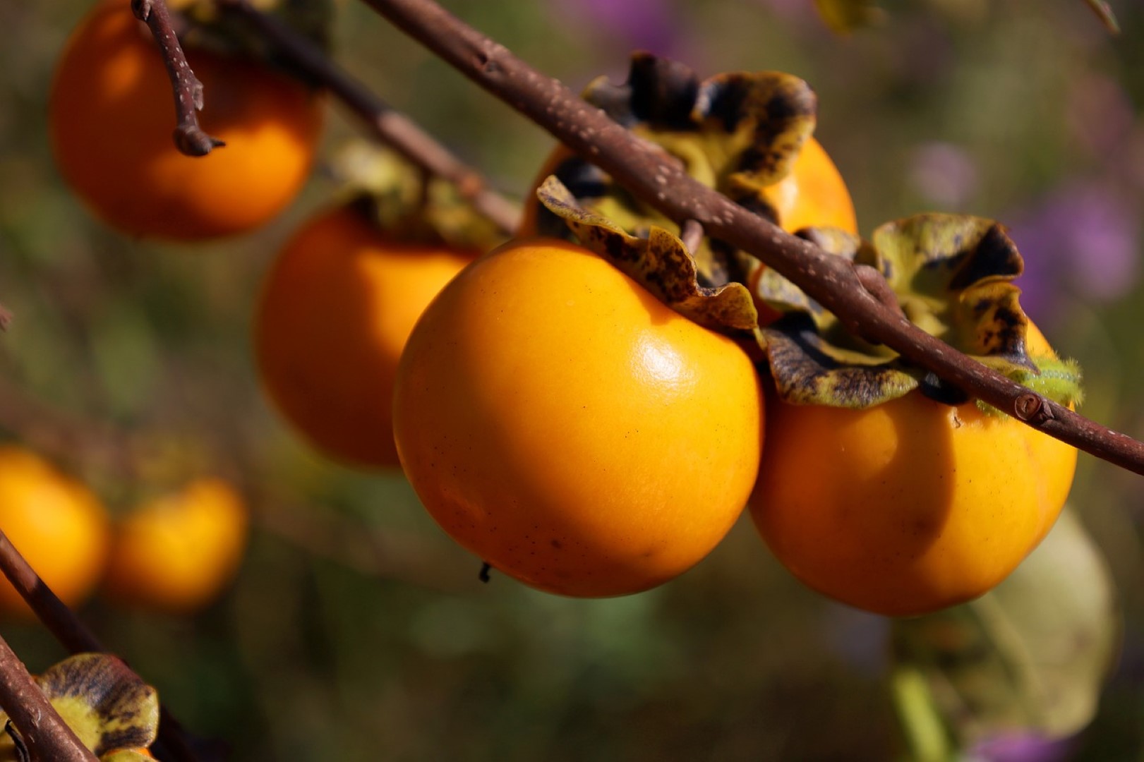 Japanska jabuka ili kaki