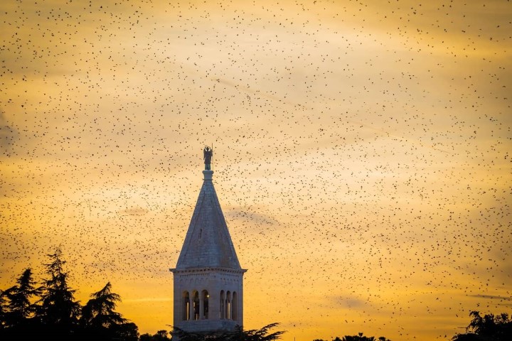 Novigrad: Županu Istarske županije predan zahtjev za proglašenje prirodne nepogode