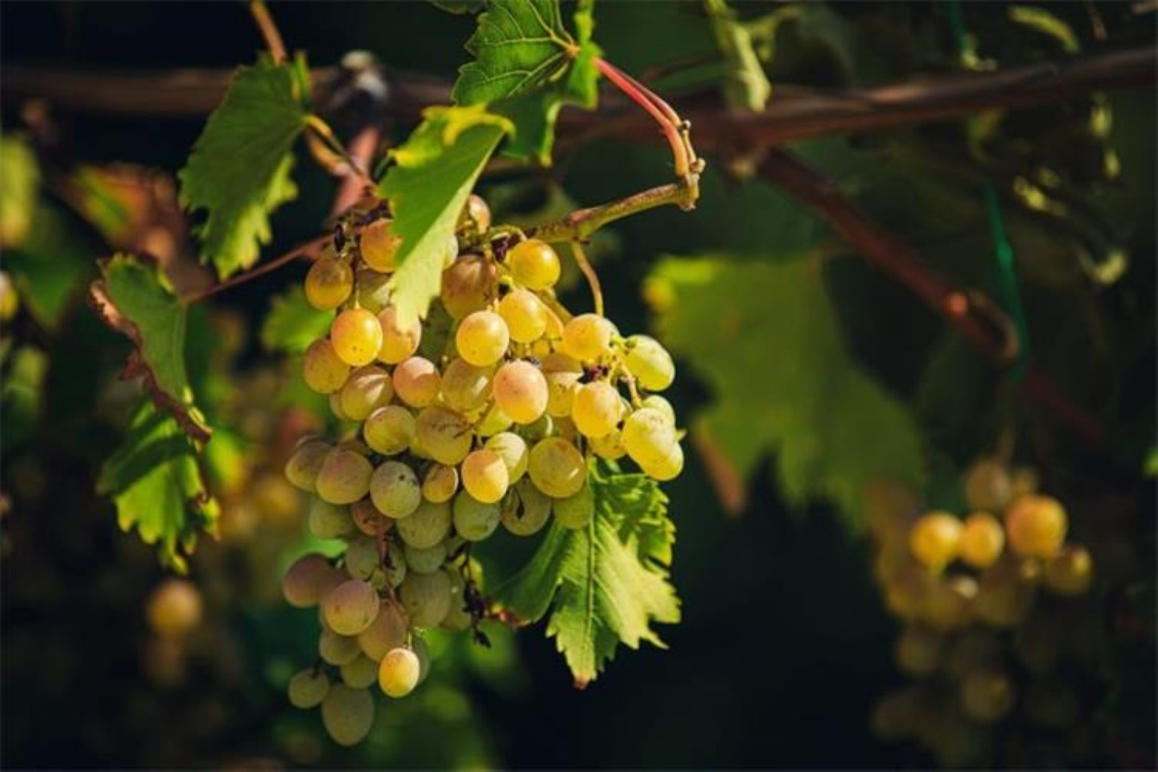 Počinju prijave za potpore u sektoru vina – RESTRVINEY, PROMOWINE i INWINE