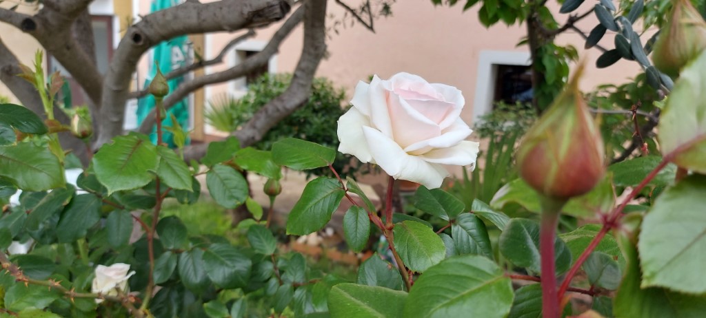 Tradicionalana podjela besplatnih sadnica cvijeća građanima Novigrada u srijedu, 29. travnja